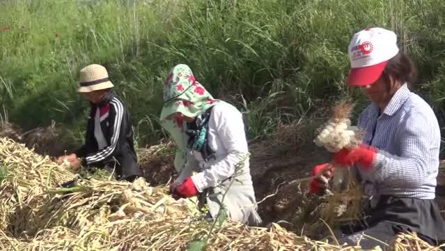 Kahramanmaraş'ta sarımsakta 50 bin ton rekolte gerçekleşti